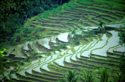Indonesia